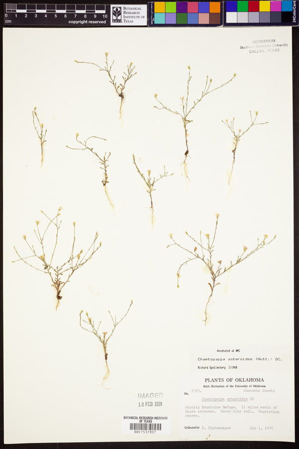 Chaetopappa asteroides image