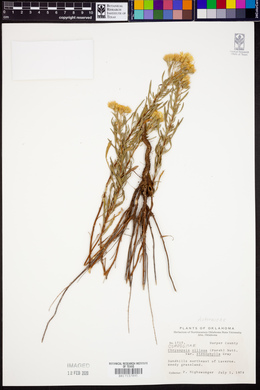 Chrysopsis stenophylla image