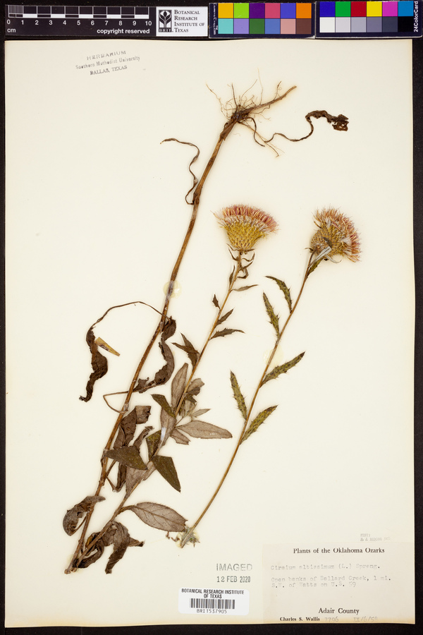 Cirsium altissimum image
