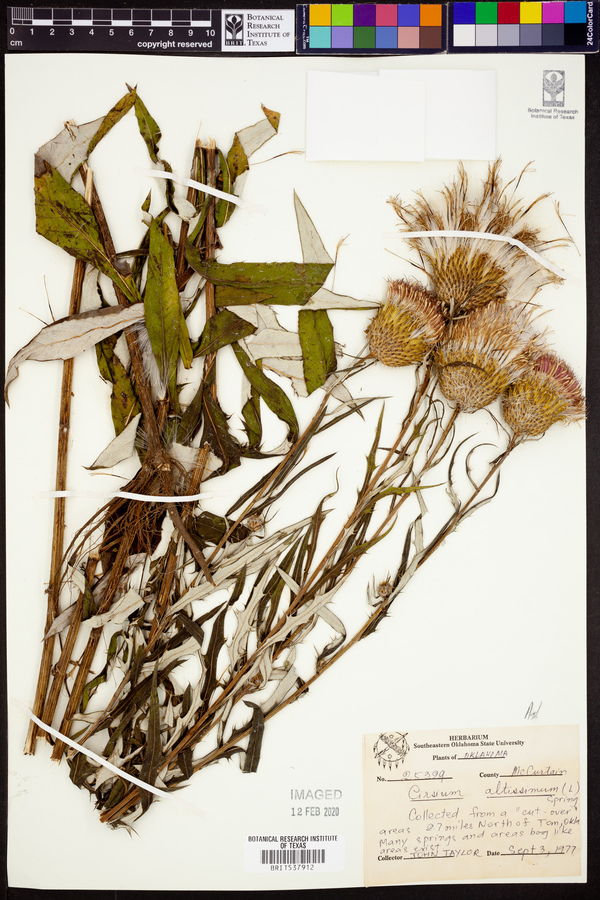 Cirsium altissimum image