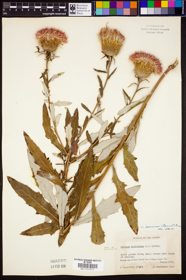 Cirsium altissimum image