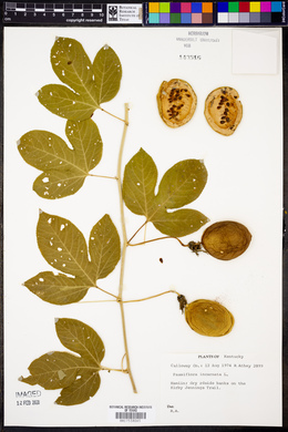 Passiflora incarnata image