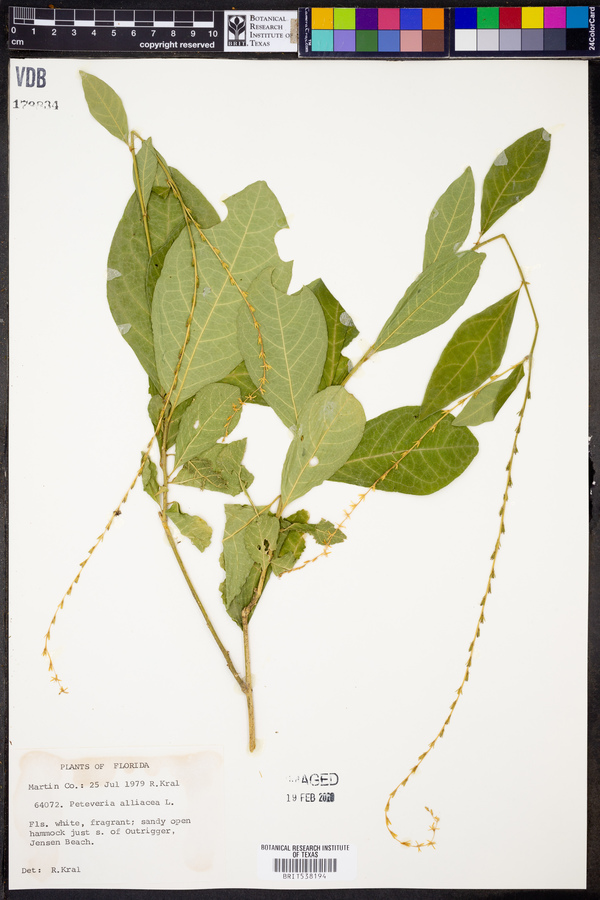Petiveria alliacea image