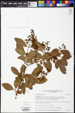 Ligustrum sinense image