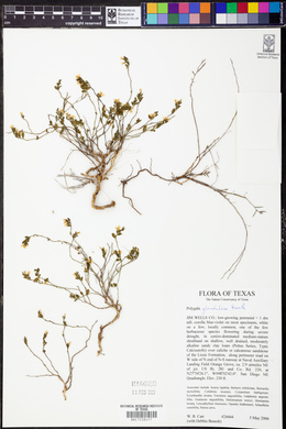 Polygala glandulosa image