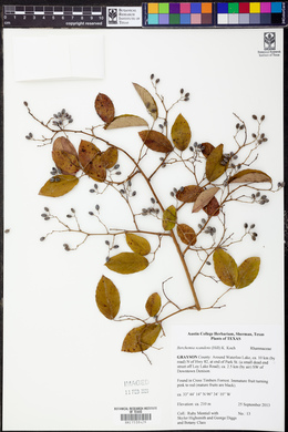 Berchemia scandens image