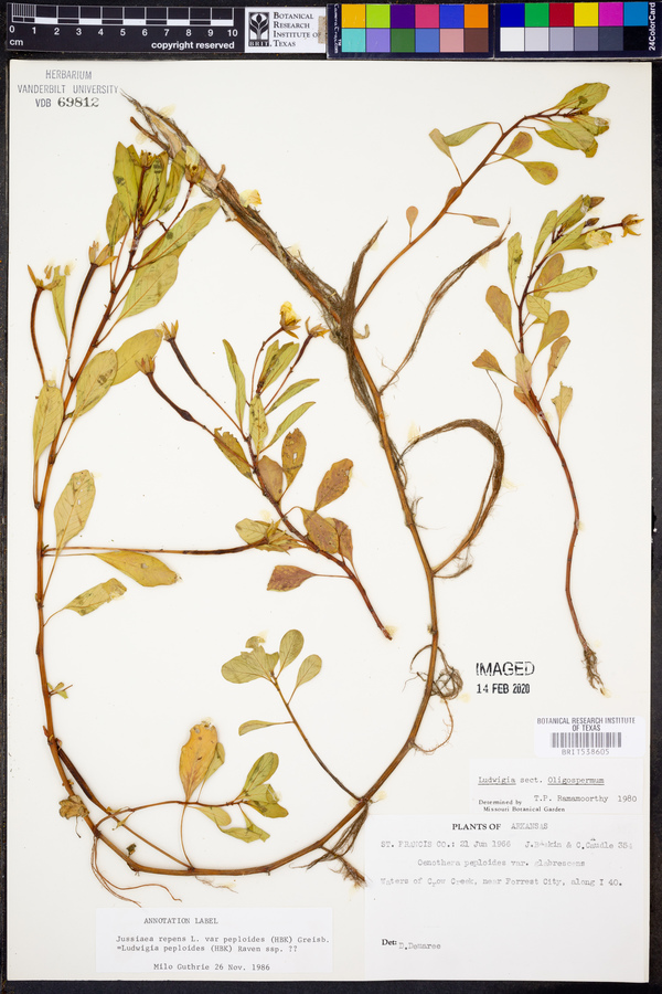 Ludwigia peploides subsp. peploides image