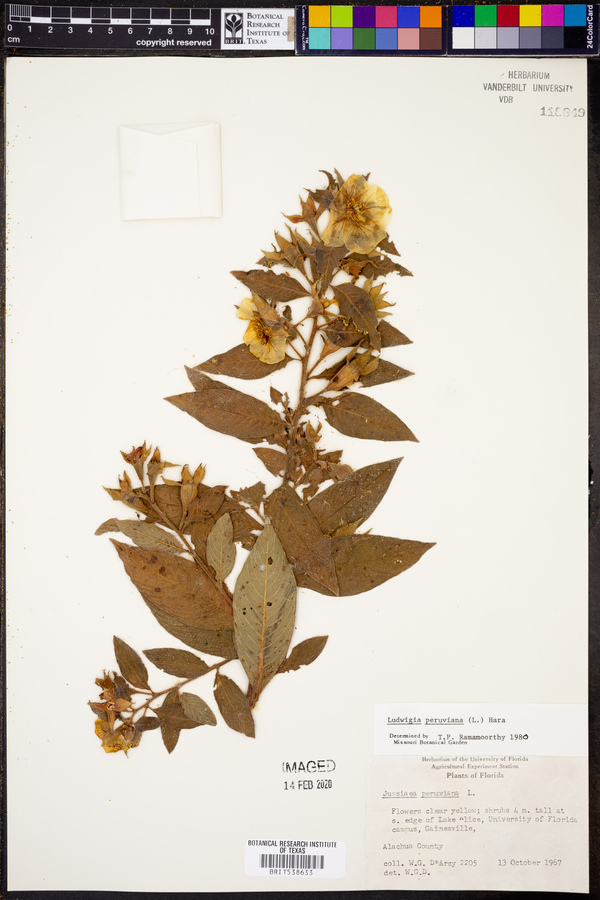 Ludwigia peruviana image