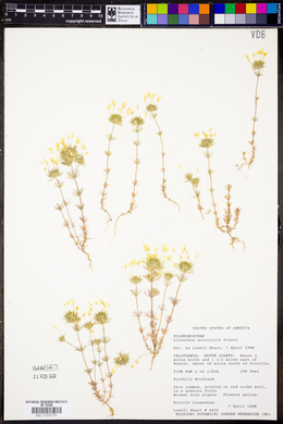 Linanthus acicularis image
