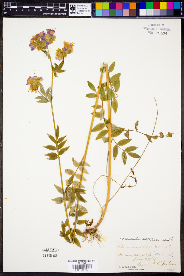 Polemonium caeruleum subsp. vanbruntiae image