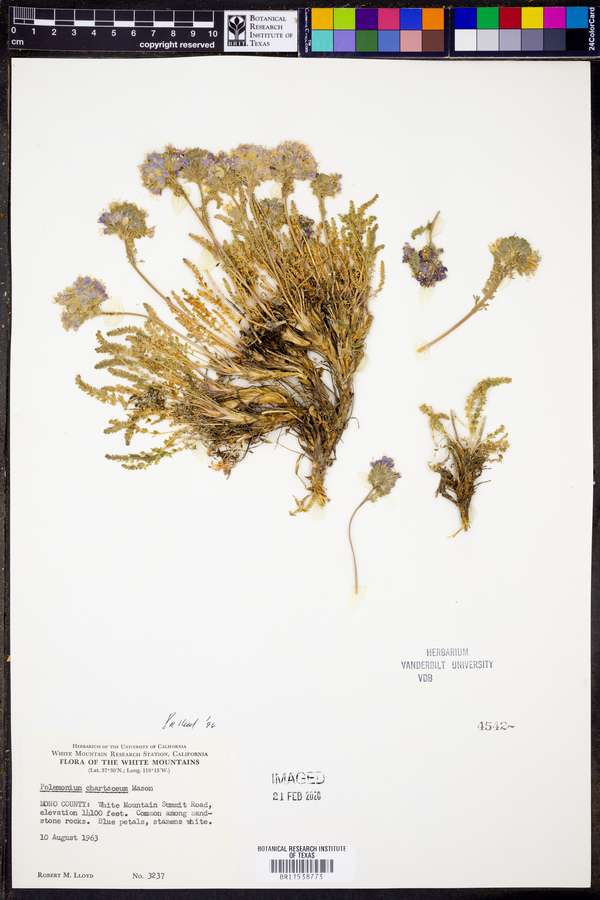 Polemonium chartaceum image