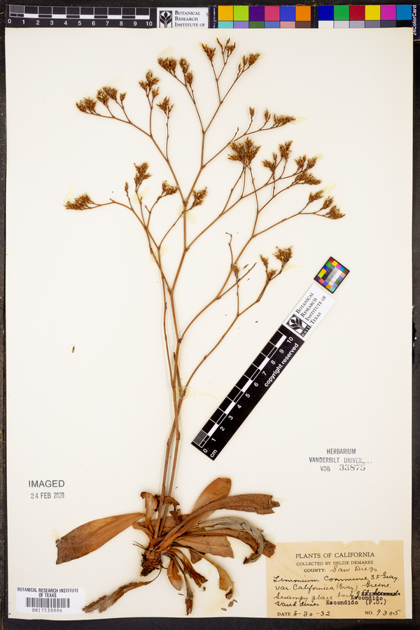 Limonium californicum image