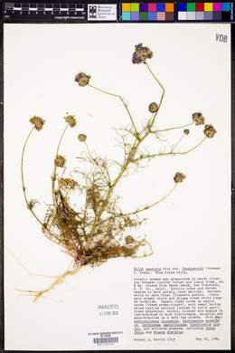 Gilia capitata subsp. chamissonis image