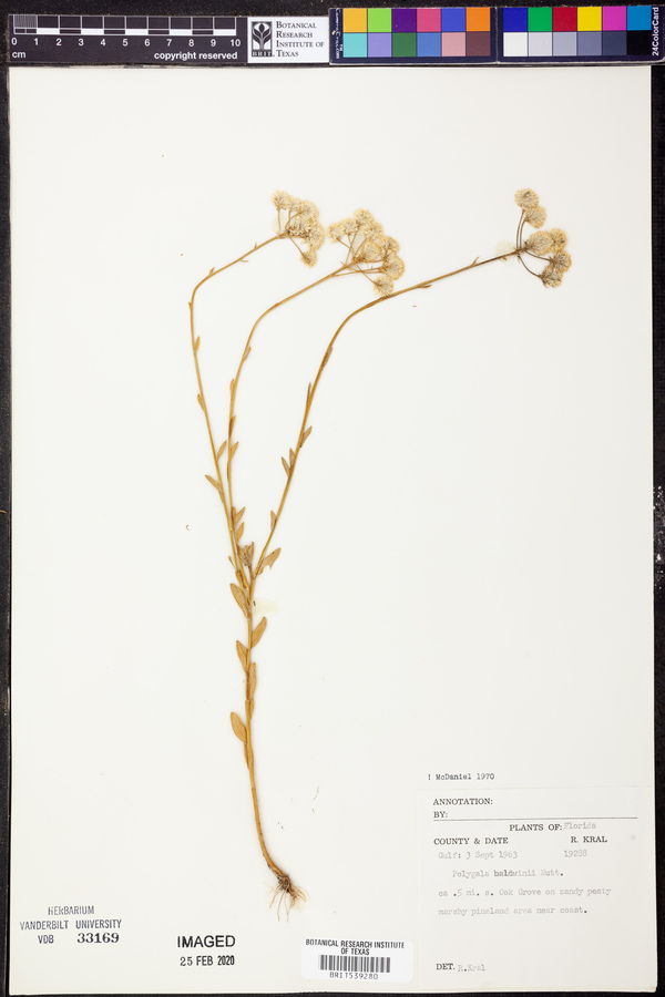 Polygala baldwinii image