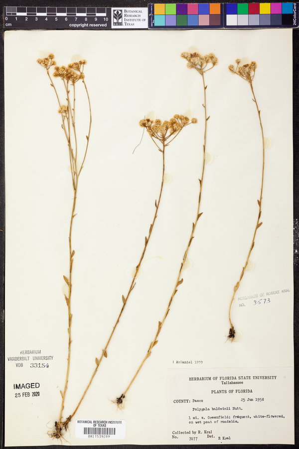 Polygala baldwinii image