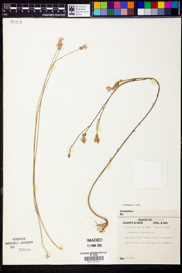 Polygala incarnata image
