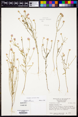 Polygala curtissii image