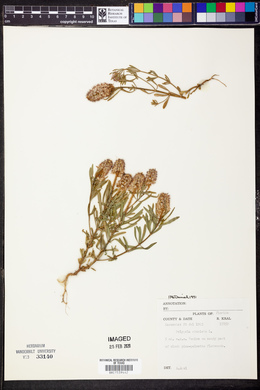 Polygala cruciata image