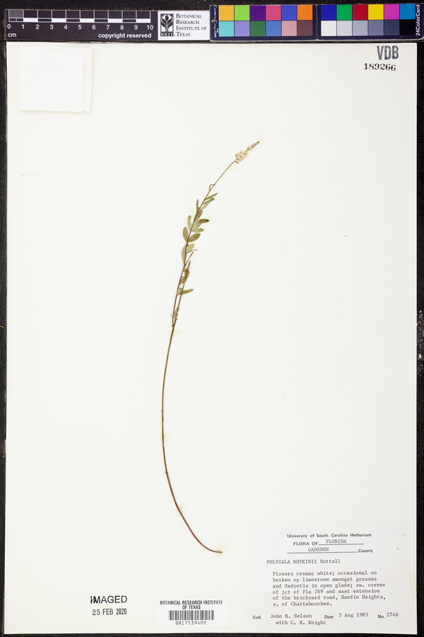 Polygala boykinii image