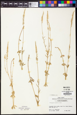Polygala boykinii image