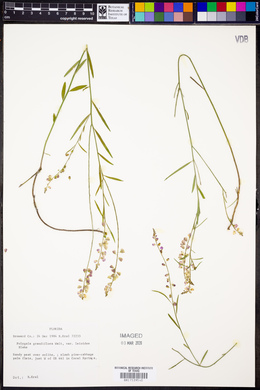 Polygala grandiflora var. leiodes image