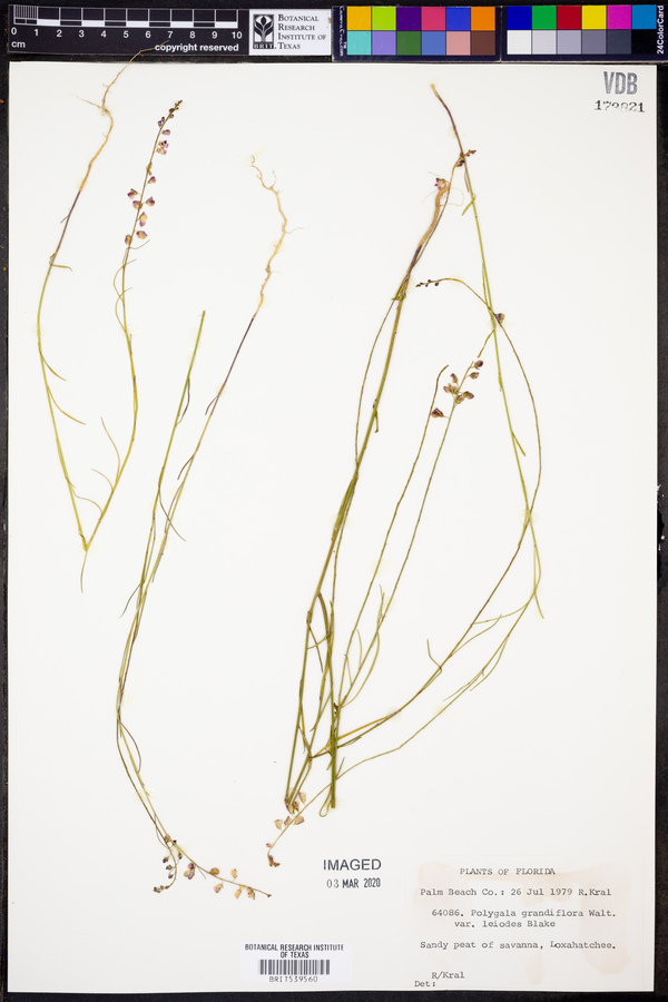 Polygala grandiflora var. leiodes image