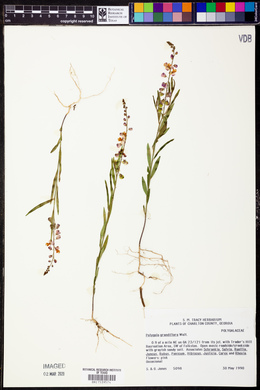 Asemeia grandiflora image