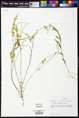 Asemeia grandiflora image