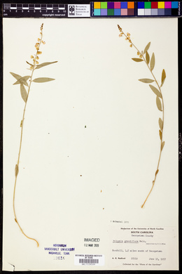 Asemeia grandiflora image