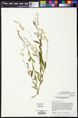 Asemeia grandiflora image