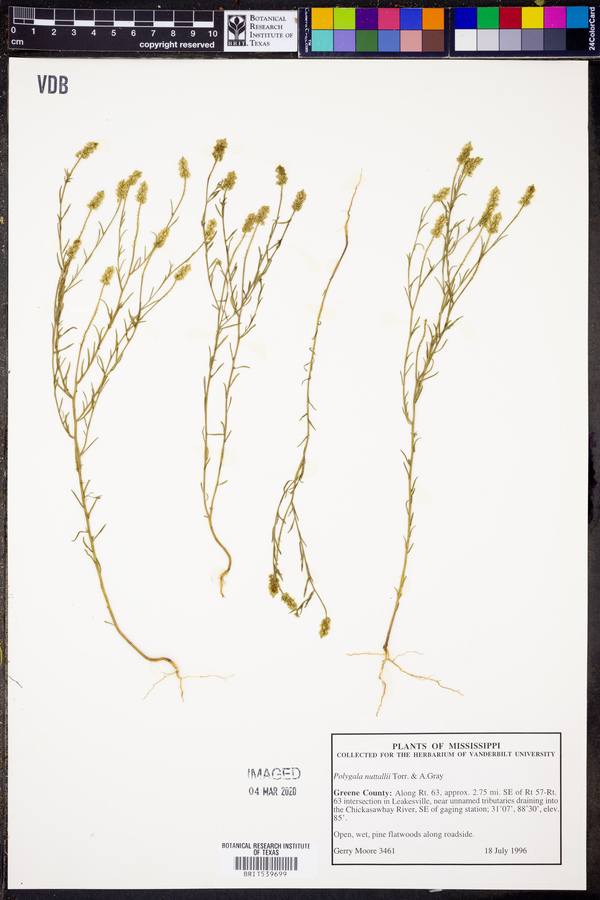 Polygala nuttallii image