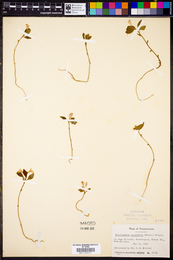 Triclisperma paucifolia image