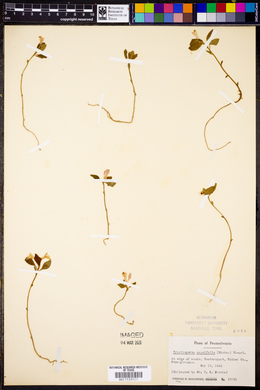 Image of Triclisperma paucifolia