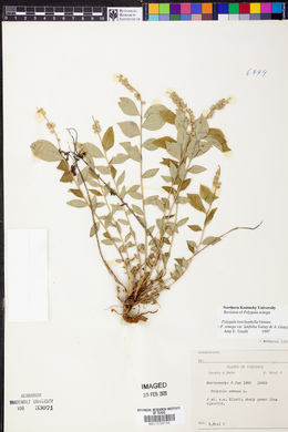 Polygala lonchophylla image