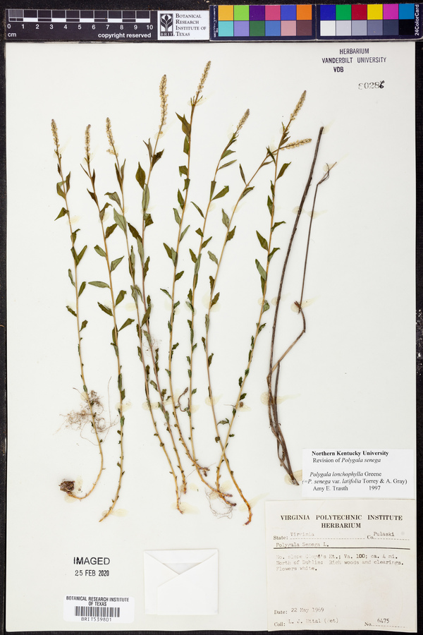 Polygala lonchophylla image
