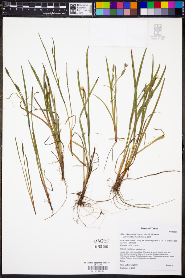 Sisyrinchium langloisii image