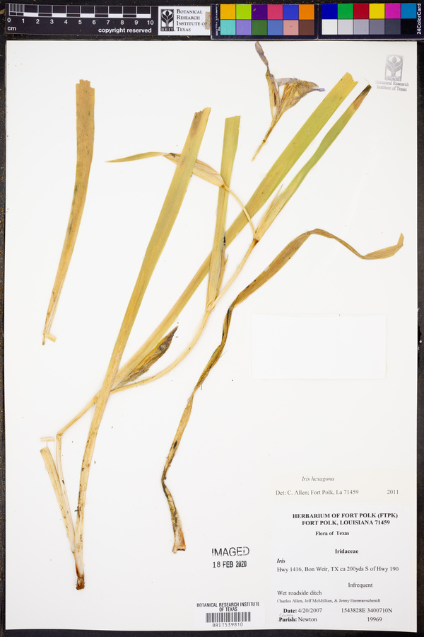 Iris hexagona image