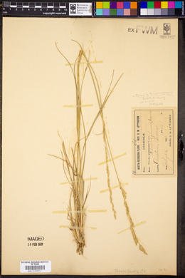 Tridentopsis mutica image
