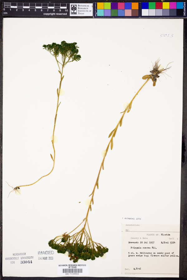 Polygala ramosa image