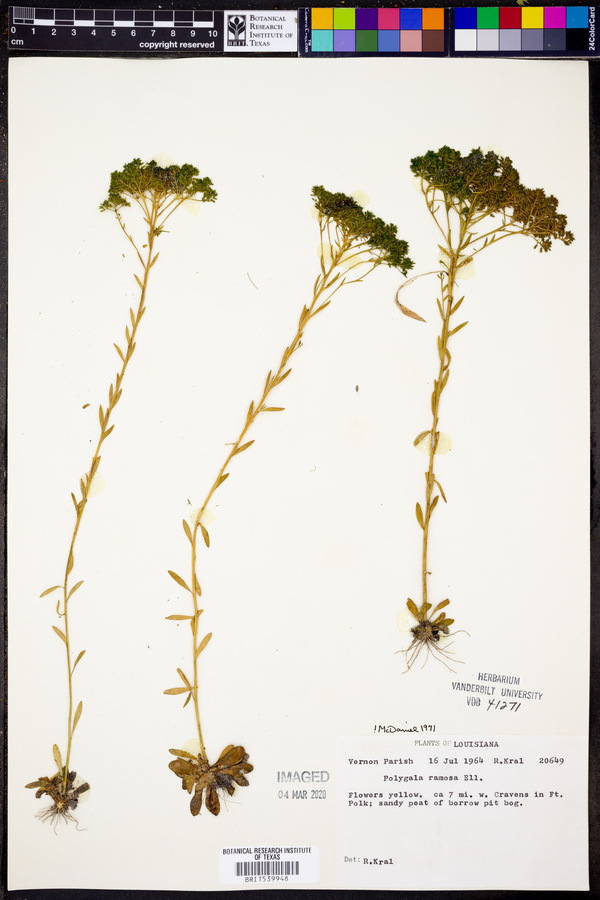 Polygala ramosa image