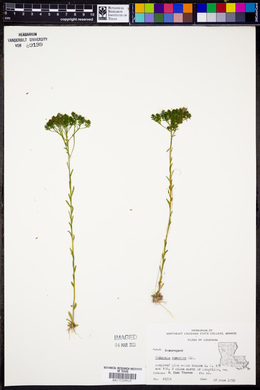 Polygala ramosior image