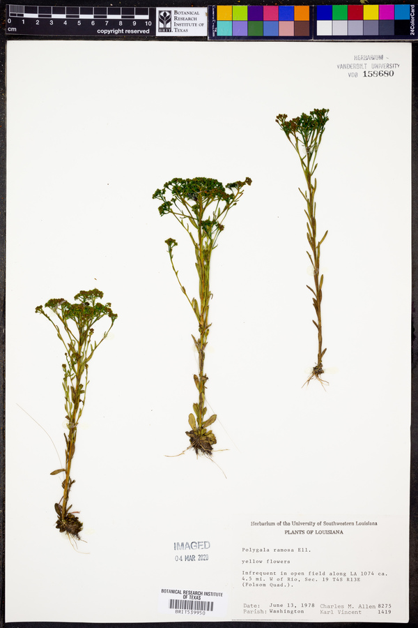 Polygala ramosa image