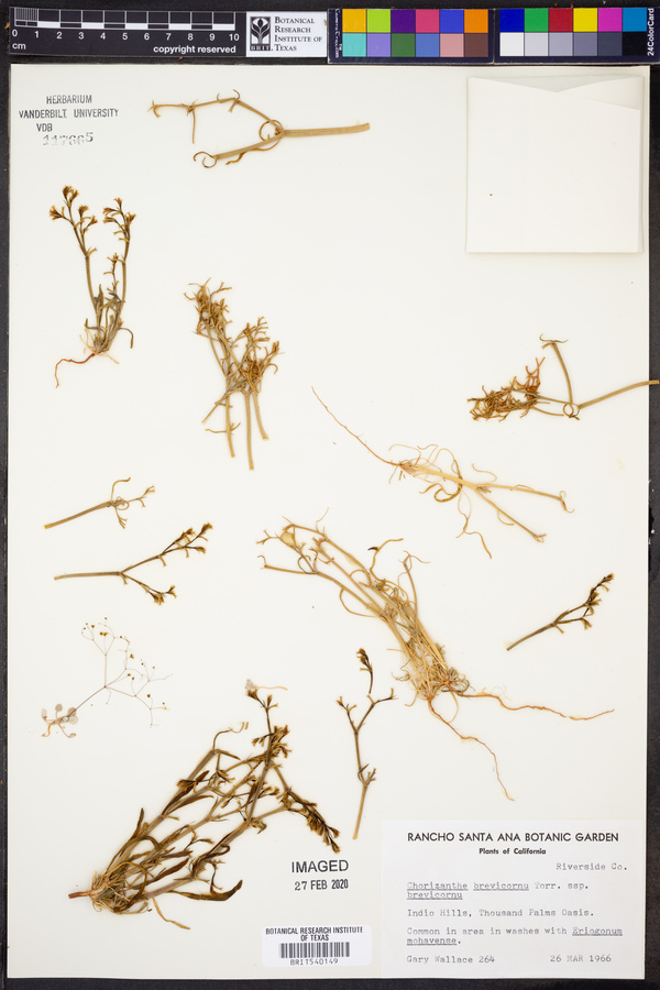 Chorizanthe brevicornu subsp. brevicornu image