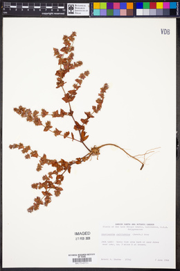 Image of Chorizanthe californica