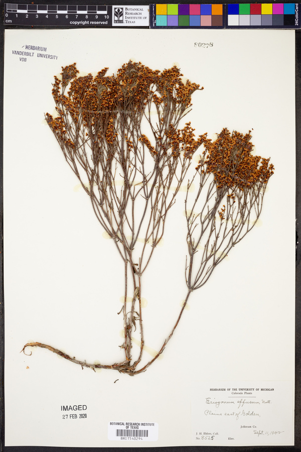 Eriogonum effusum image