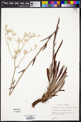 Eriogonum floridanum image
