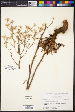 Eriogonum floridanum image