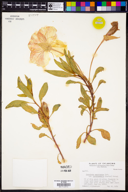 Oenothera macrocarpa var. oklahomensis image
