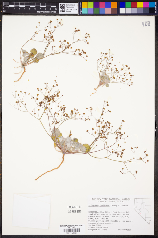 Eriogonum reniforme image