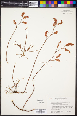 Polygonella fimbriata var. robusta image